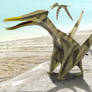 Gallodactylus canjuersensis
