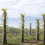 Tempskya trees in a Cretaceous landscape