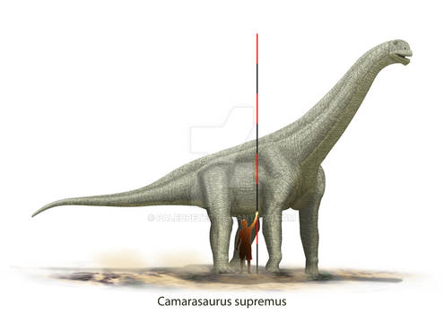 Camarasaurus supremus scale