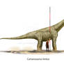 Camarasaurus lentus scale