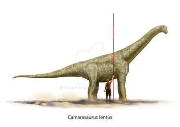 Camarasaurus lentus scale
