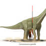 Camarasaurus grandis scale