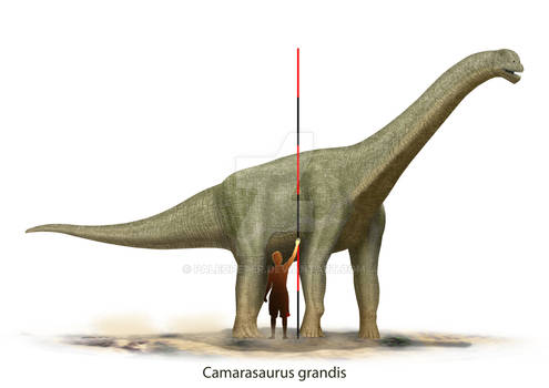 Camarasaurus grandis scale