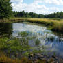 The Little Chazy River Wetland