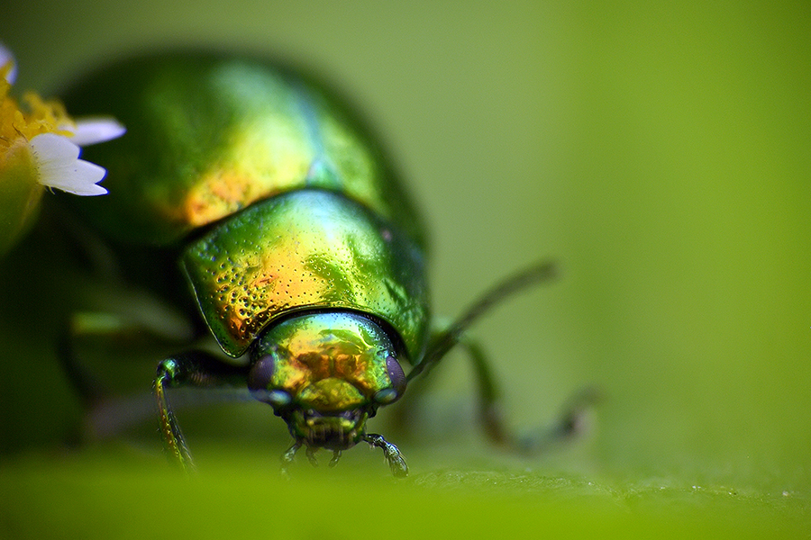 Green rainbow beetle