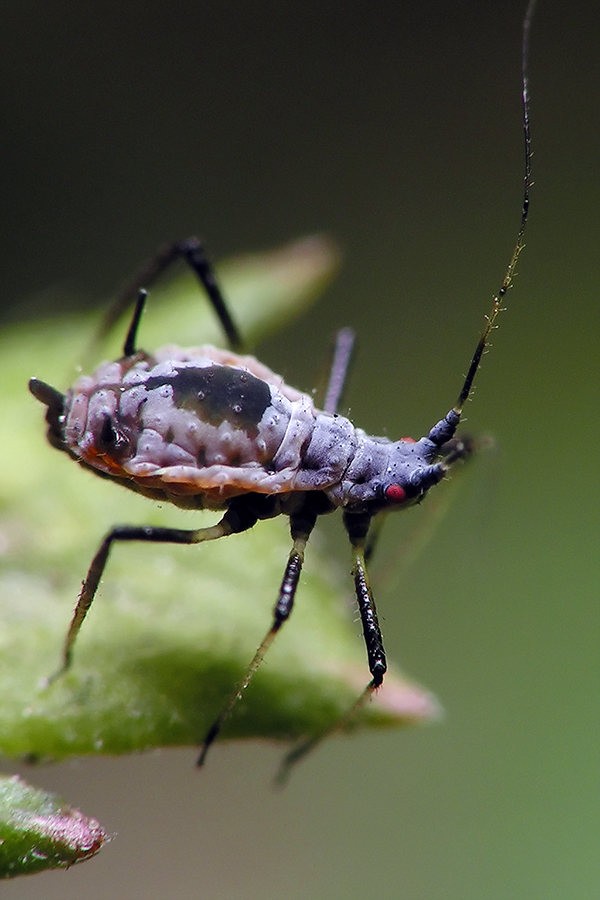 A plant louse