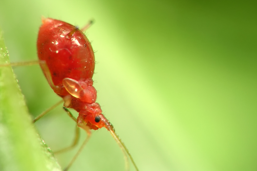 Red aphid