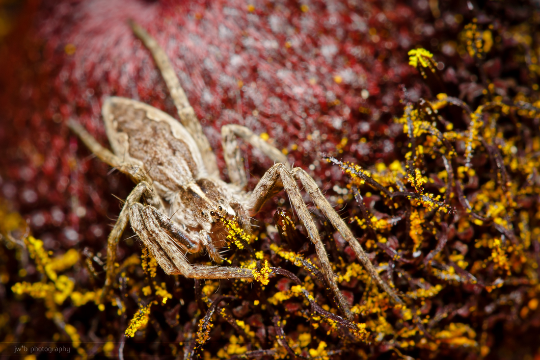 Veggie spider