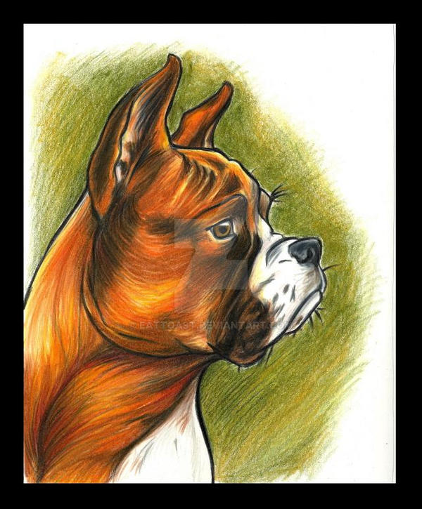 Deviantart Boxer Dog boxer by EatToast on DeviantArt