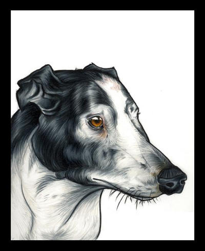commission: greyhound II by EatToast on DeviantArt