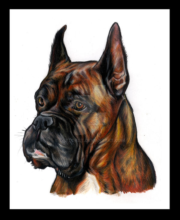Deviantart Boxer Dog boxer one by EatToast on DeviantArt
