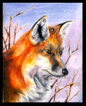 red fox by EatToast