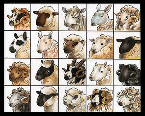 20 Sheepies