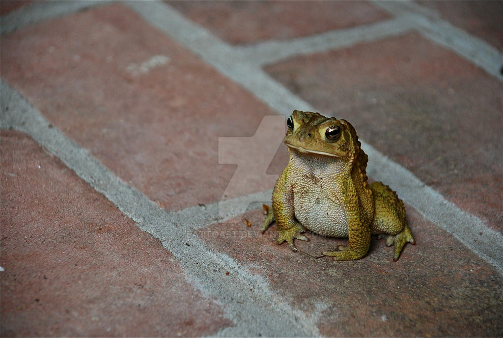 Toad Squat by EatToast on DeviantArt