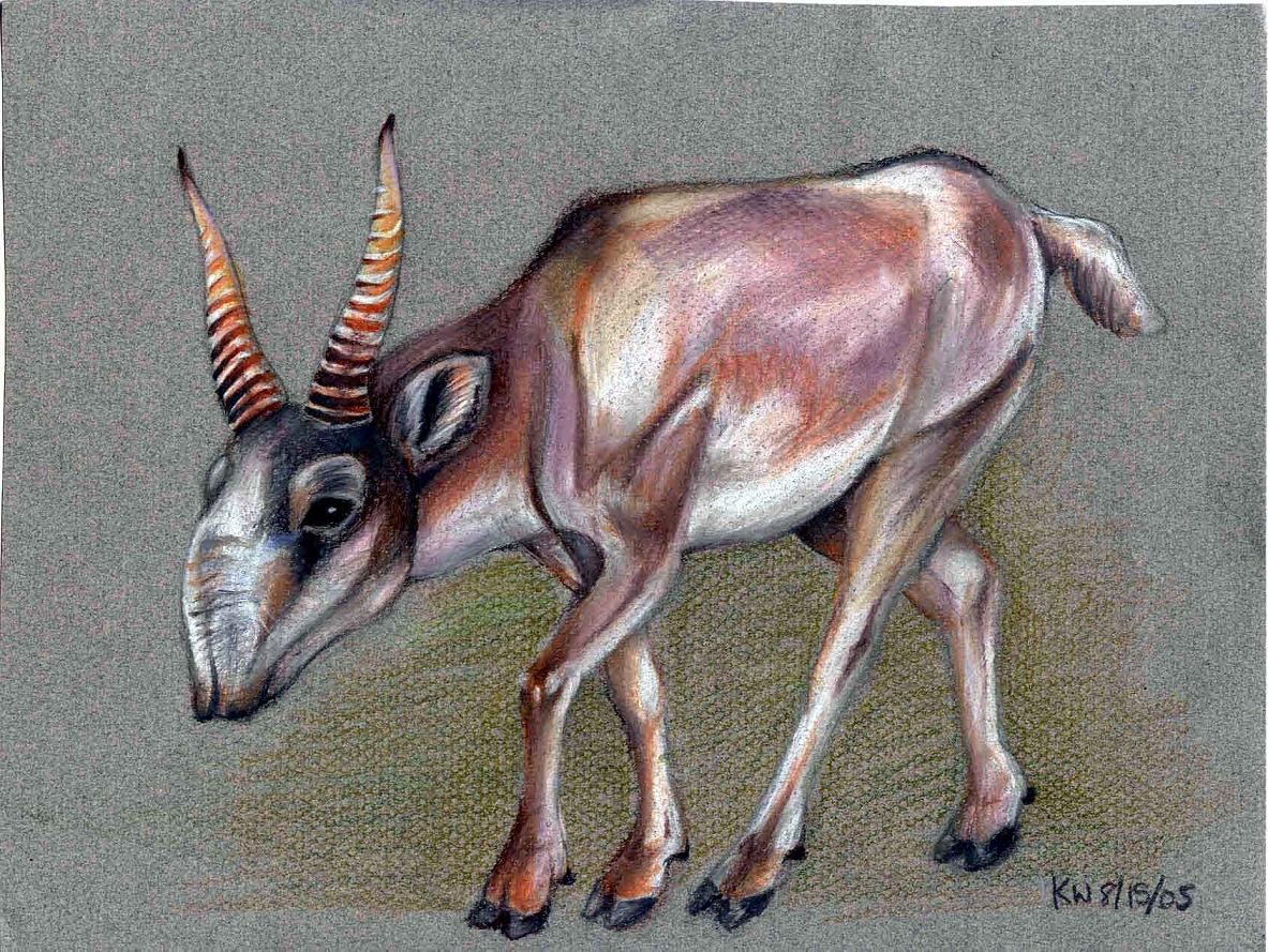 saiga