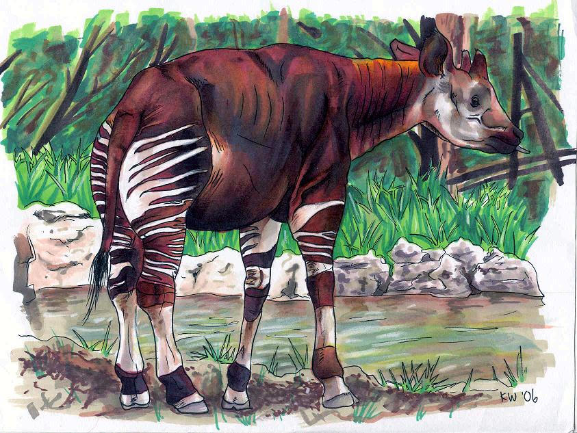 okapi by EatToast on DeviantArt