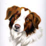 brown border collie