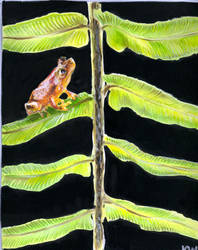 gabon tree frog