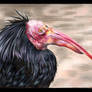 waldrapp ibis