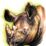 black rhino