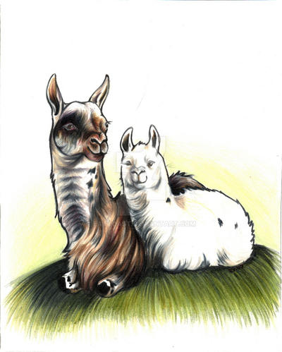 llama and cria