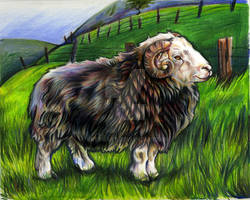herdwick ram