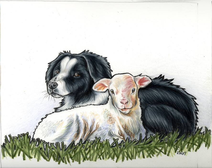 border collie and lamb