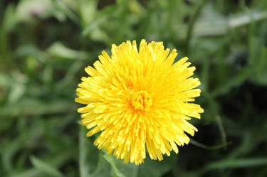 Dandelion