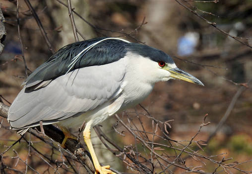 night Heron 