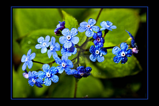 Forget Me Not I