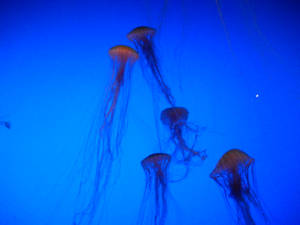 Jellyfish