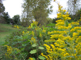 yellow flowers