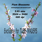 Plum Blossoms by sammykaye1 by TUBE-TRADERS