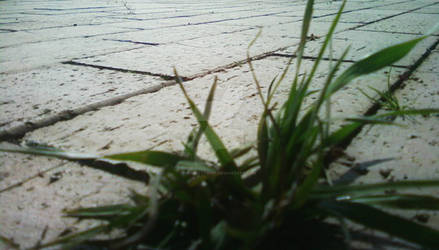 Grass through the bricks