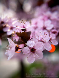 I love Cherry Blossoms