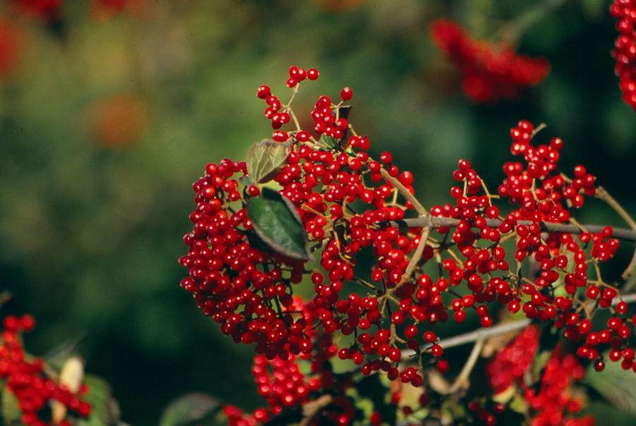 Berries