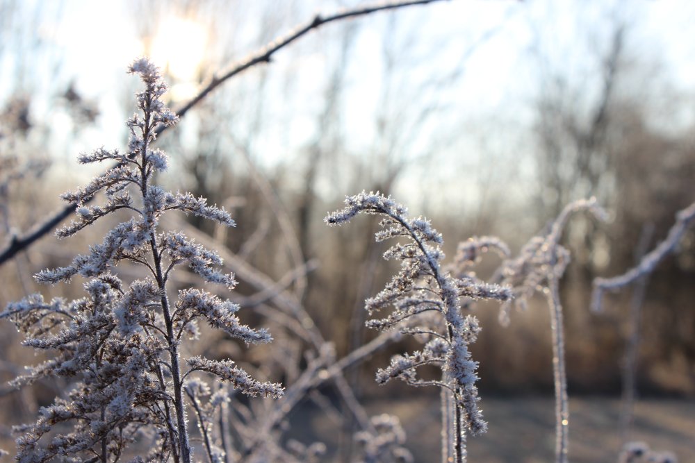 December Frost