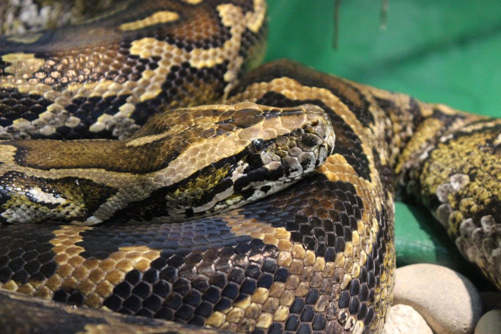 Burmanian Python Portrait of a Burmese Python by Lyrak on DeviantArt