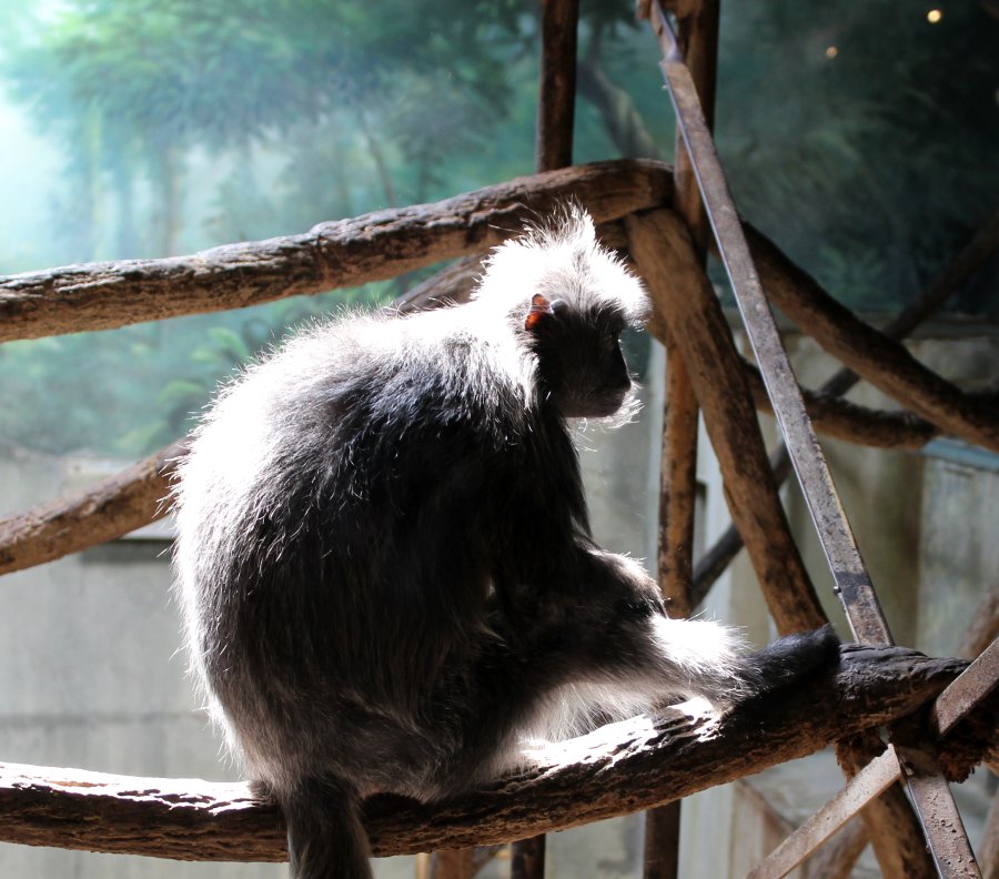 Backlit monkey