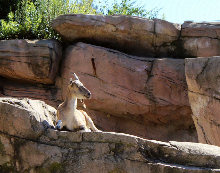 Markhor