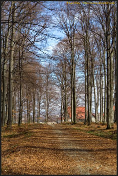 forest trail