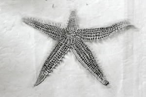 Sea Star