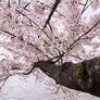 D.C. Cherry Blossoms (2)