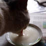 Breakfast kittie No2