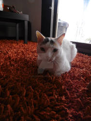 Cat in a carpet
