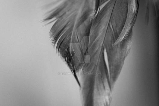 Feathers