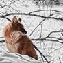 Dhole - Asiatic Wild Dog