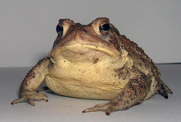 Toad3