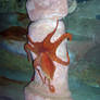 Giant Pacific Octopus