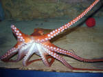Giant Pacific Octopus 3